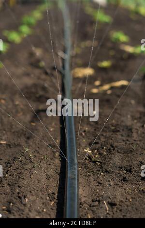 Irrigation system, Irrigation hose releases water jets to plants and beds Stock Photo