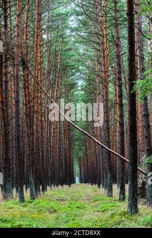 Broken tree in the forest after strong wind. Stock Photo