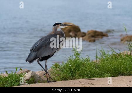 A Great Blue Heron casually walking across a cement parking lot on a rocky and grass covered shore of a lake on a sunny morning. Stock Photo