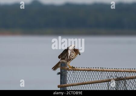 Red-tailed Hawk using its powerful wings to slow down as it lands on a metal chain link fence with a lake shore in the background. Stock Photo