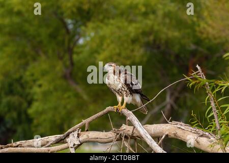 Red-tailed Hawk perched on the dead branch of a fallen tree with a blurry background of green trees behind it. Stock Photo