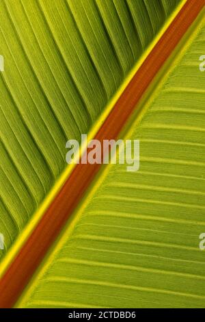 Detail of leaf center of banana plant, Musa. Stock Photo