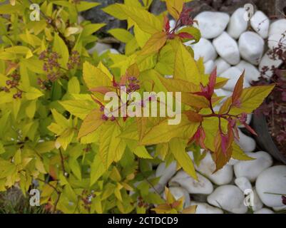 bright leaves of Spirea Japanese against the background of white stones Stock Photo