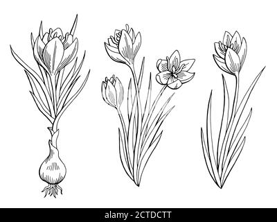 Saffron graphic flower black white isolated sketch illustration vector Stock Vector