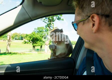 Man looking on monkey eating apple through car window. Long-tailed monkey or crab-eating macaque sits on side view of car and hold food in hand. Conta Stock Photo