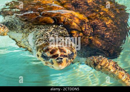 Close-up on turtle face Stock Photo