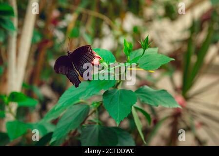 Exotic rare black Butterfly sitting on green plant in tropic baterfly park. Selective focus.copy space Stock Photo