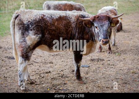 Knepp Estate Rewilding project - free roaming cattle Stock Photo