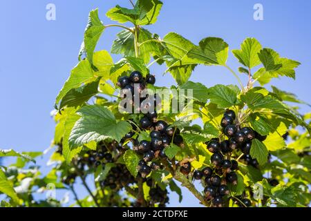 Blackcurrants growing on a blackcurrant bush. Suffolk, England, UK. Stock Photo