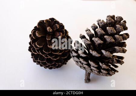 Two Pine Cones On White Background Stock Photo