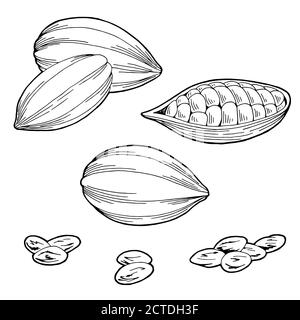 Cocoa bean graphic black white isolated sketch illustration vector Stock Vector