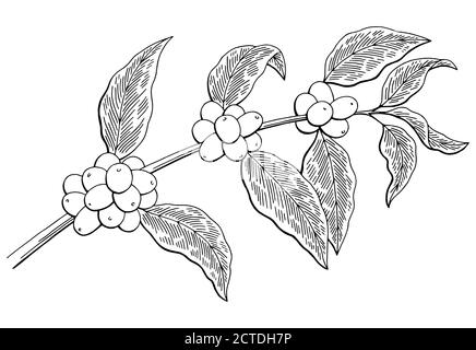 Coffee graphic tree black white isolated sketch illustration vector Stock Vector