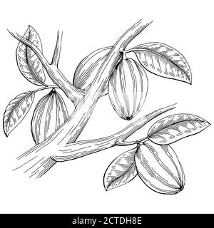 Cocoa graphic black white isolated sketch illustration vector Stock Vector