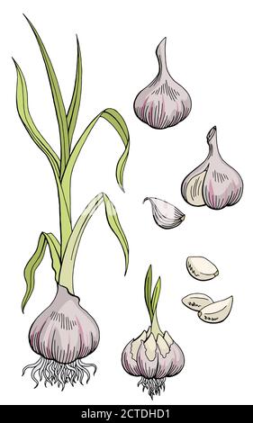 Garlic graphic color isolated sketch illustration vector Stock Vector