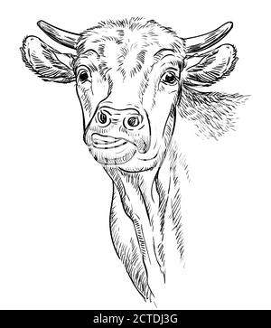 Monochrome funny cow head sketch hand drawn vector illustration isolated on white background. Engraving sketch illustration for label, poster, print a Stock Vector