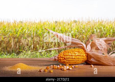 a wooden table with a cob and some flour with the view of a cornfield in the background Stock Photo