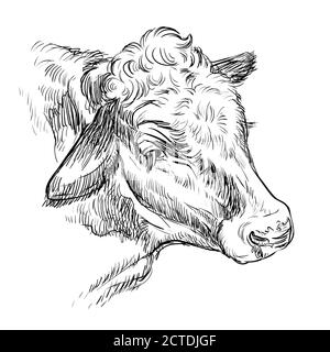 Monochrome portrait of kind cow sketch hand drawn vector illustration isolated on white background. Engraving sketch illustration of bull for label, p Stock Vector