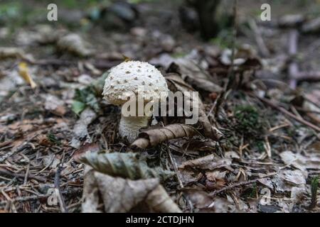 Warted Amanita. Amanita strobiliformis Stock Photo