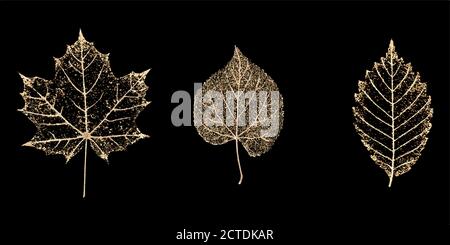 Set of three transparent gold colored skeleton leaves on black background. Golden leaf of maple, beech, linden. Luxury botanical illustration. Stock Vector