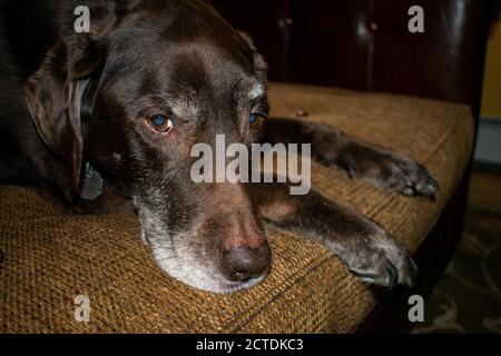 An Old Chocolate Lab Dog Laying on a Couch Stock Photo