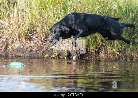 Portrait of a pedigree black Labrador jumping into the water to retrieve a training dummy Stock Photo