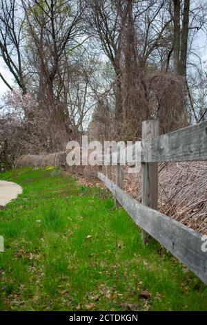 An Old Wooden Fence Covered in Dead Plants and Vines Next to the Sidewalk Stock Photo