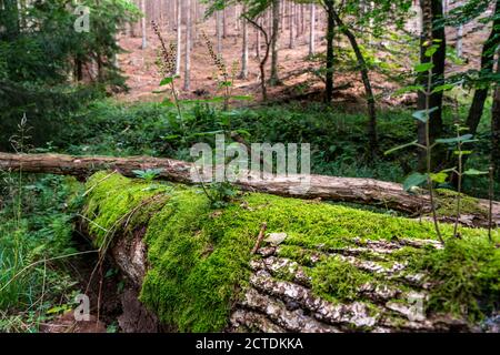 Plants, mosses growing on a dead, fallen tree, spruce, sage-gamander plant, in the Arnsberg Forest, Sauerland NRW, Germany Stock Photo