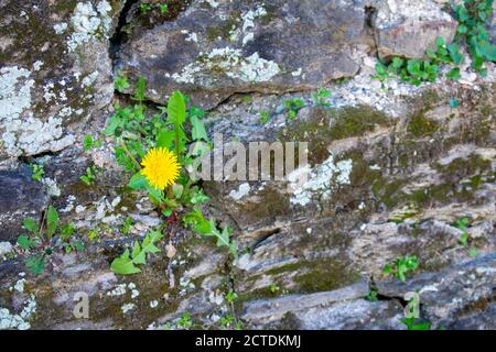A Yellow Dandelion Growing Out of a Cobblestone Wall Stock Photo