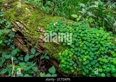 Plants, mosses growing on a dead, fallen tree, spruce, wood sorrel, plant, in Arnsberg Forest, Sauerland NRW, Germany Stock Photo
