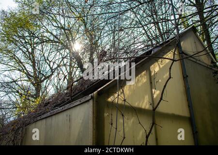 An Abandoned Greenhouse With Yellowed Panels in the Forest With a Sunset Sky Behind It Stock Photo