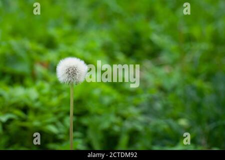 One white dandelion on green grass background Stock Photo