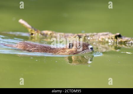 Coypu (Myocastor coypus) swimming in a lake in the nature protection area Moenchbruch near Frankfurt, Germany. Stock Photo