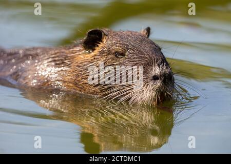 Coypu (Myocastor coypus) swimming in a lake in the nature protection area Moenchbruch near Frankfurt, Germany. Stock Photo