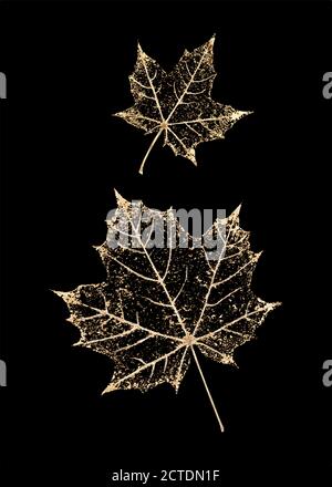 Set of two transparent gold colored skeleton leaves on black background. Golden maple leaves. Luxury botanical illustration. Stock Vector