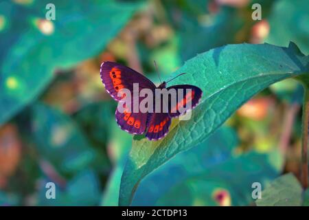 Northern Brown Argus butterfly, Latin name Plebeius artaxerxes on a green leaf. Stock Photo