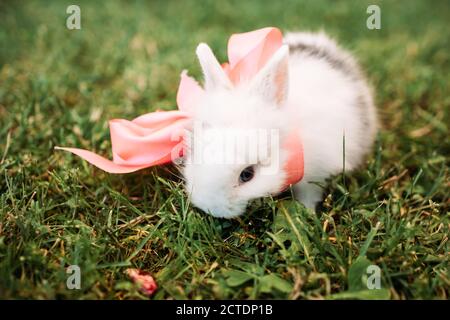 Little white rabbit with pink ribbon in the grass Stock Photo