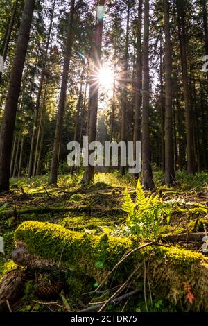 Dense spruce forest, in the Hochsauerlandkreis, near Altastenberg, Sauerland, NRW, Germany Stock Photo