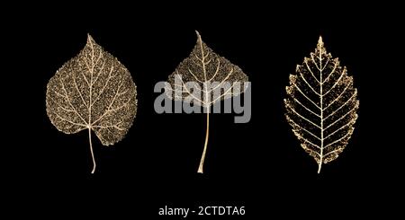Set of three transparent gold colored skeleton leaves on black background. Golden leaf of birch, beech, linden. Luxury botanical illustration. Stock Vector