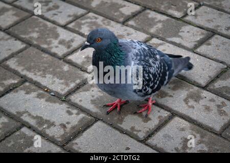 Pigeon walking on a paved path in the park. City bird pigeon walking along the gray paving slab. Stock Photo