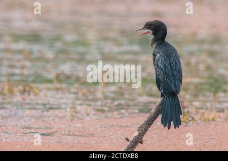 javanese cormorant (Phalacrocorax niger, Microcarbo niger), Adult perched on a branch, India Stock Photo