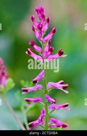 common fumitory, drug fumitory (Fumaria officinalis), inflorescence, Germany, North Rhine-Westphalia Stock Photo