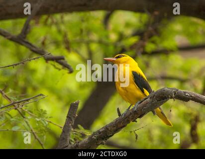 Indian golden oriole (Oriolus kundoo), Adult male perched on a tree, India Stock Photo