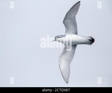 Thick-billed prion, Fulmar Prion (Pachyptila crassirostris), in flight, seen from below, showing under wings, New Zealand, Antipodes Islands Stock Photo