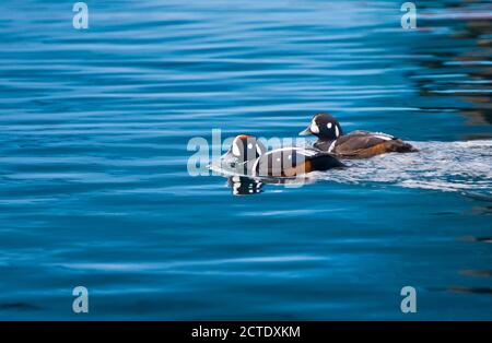 harlequin duck (Histrionicus histrionicus), two Harlequin Ducks swimming, one adult male and on immature male, Japan, Hokkaido Stock Photo