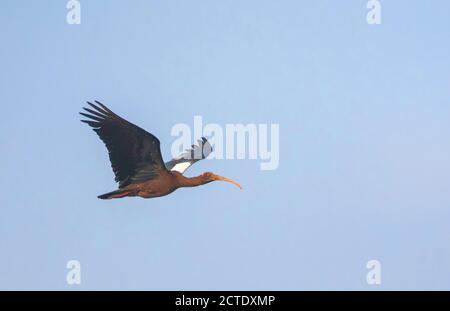 Black ibis, Red-naped ibis (Pseudibis papillosa), in flight, Indialantic, Madhya Pradesh, Bandhavgarh National Park Stock Photo