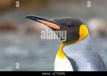 king penguin (Aptenodytes patagonicus halli), portrait, Australia, Tasmania, Macquarie Island Stock Photo