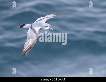 Thick-billed prion, Fulmar Prion (Pachyptila crassirostris), in flight over the sea, New Zealand, Antipodes Islands Stock Photo