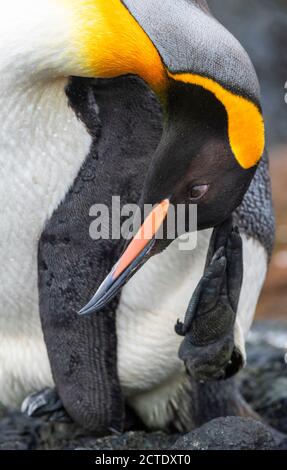 king penguin (Aptenodytes patagonicus halli), adult scratching its head on the beach, Australia, Tasmania, Macquarie Island Stock Photo