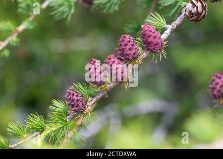 common larch, European larch (Larix decidua, Larix europaea), young larch cones on a branch, Germany Stock Photo