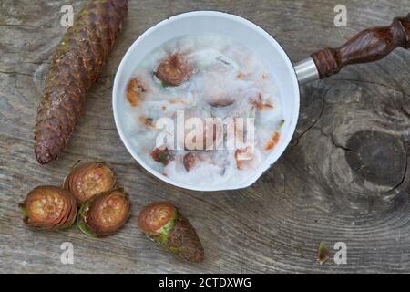 Norway spruce (Picea abies), production oft creme of spruce cones Stock Photo